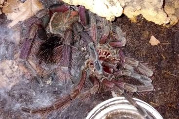 Vogelspinnen kaufen und verkaufen Foto: 1.0 Pamphobeteus sp. machala 5cm KL