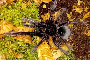 - bird spiders kaufen und verkaufen Photo: 1.0 Theraphosa apophysis 6cm KL - bird spiders kaufen und verkaufen Photo: 1.0 Theraphosa apophysis 6cm KL