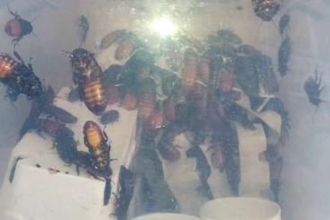 andere Wirbellose kaufen und verkaufen Photo: Fauchschaben (Gromphadorrhina portentosa) andere Wirbellose kaufen und verkaufen Photo: Fauchschaben (Gromphadorrhina portentosa)