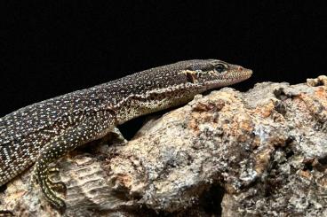 Lizards kaufen und verkaufen Photo: Searching for Varanus timorensis 1.0