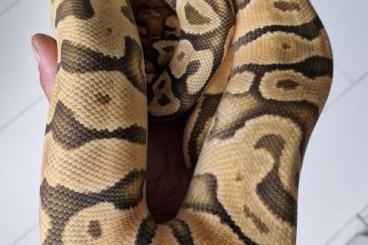 Ball Pythons kaufen und verkaufen Photo: Python regius available... snakeday 6-10