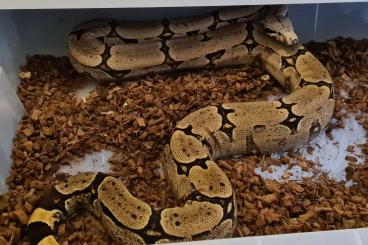 Boas kaufen und verkaufen Photo: 3.3 boa constrictor amarali angeboten 2024