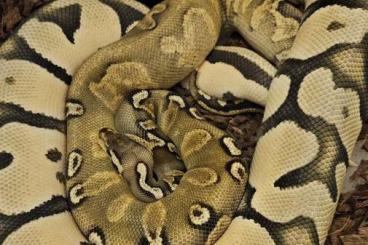 Königspythons kaufen und verkaufen Foto: 2.4 Python regius group...