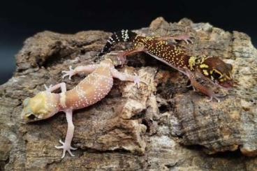 Geckos kaufen und verkaufen Foto: Sale geckos Underwoodisaurus milii 