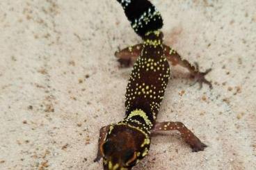 Geckos kaufen und verkaufen Foto: Nephrurus wheeleri cintus, Geckos Underwoodisaurus milii