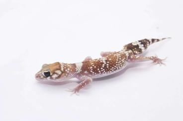 Geckos kaufen und verkaufen Photo: Nephrurus wheeleri cintus, Geckos Underwoodisaurus milii