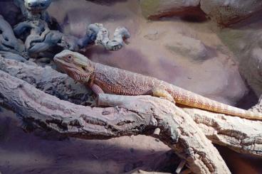 Bearded dragons kaufen und verkaufen Photo: Bartagame zu verkaufen Männchen 