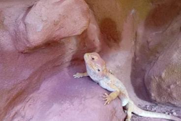 Bearded dragons kaufen und verkaufen Photo: Verkaufe Bartagamen Weibchen 