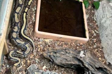 Snakes kaufen und verkaufen Photo: Königspython (Python regius) zu vergeben