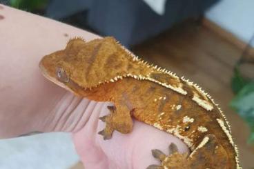 Geckos kaufen und verkaufen Foto: 4.6.10 Kronengeckos / Crested Gecko 50€