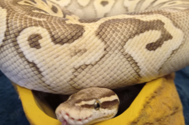 Ball Pythons kaufen und verkaufen Photo: Königspython 0.1 mit Terrarium zu verkaufen 