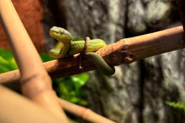 Giftschlangen kaufen und verkaufen Foto: Trimeresurus Albolabris 1.1