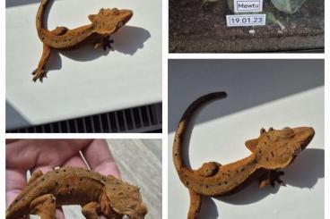 Geckos kaufen und verkaufen Foto: 0.1 Correlophus ciliatus / Kronengecko Red Superdalmation 