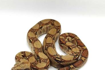 Boas kaufen und verkaufen Foto: 1.1 Boa constrictor imperator abzugeben 