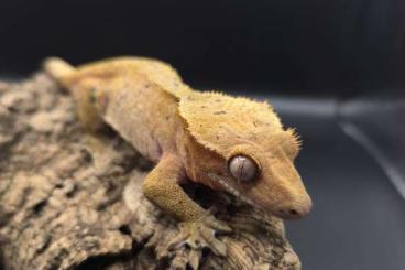 Geckos kaufen und verkaufen Photo: Crested Gecko /Correlophus ciliatus Red Superdalmation