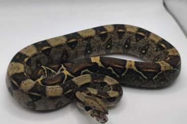 Boas kaufen und verkaufen Photo: 0.1 Boa Constrictor Imperator abzugeben