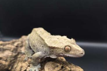 Geckos kaufen und verkaufen Photo: Crested Gecko / Correlophus ciliatus Dalmatien 