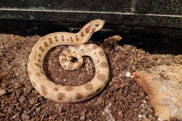 Schlangen kaufen und verkaufen Foto: Verschiedene Geckos und Schlangen - Different snakes and geckos