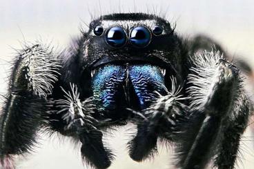 echte Webspinnen kaufen und verkaufen Foto: Phidippus regius Springspinnen