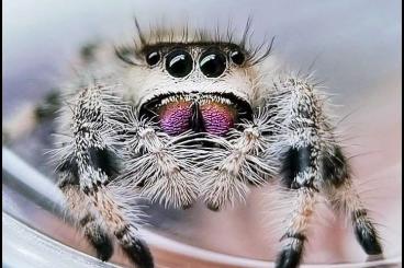 echte Webspinnen kaufen und verkaufen Foto: Phidippus regius Springspinnen