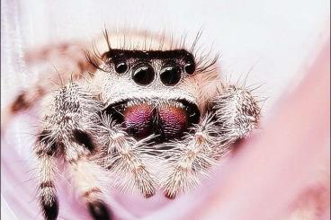 echte Webspinnen kaufen und verkaufen Foto: Phidippus regius Springspinnen