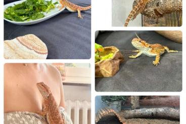 Bearded dragons kaufen und verkaufen Photo: Bartagamen Weibchen Pogona vitticeps 