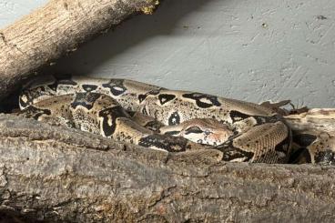 Boas kaufen und verkaufen Photo: Tier inklusive Terrarium abzugeben