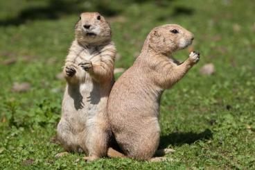 Exotic mammals kaufen und verkaufen Photo: Prairiedog wanted for animal loving home