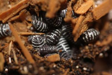 Krebstiere terrestrisch  kaufen und verkaufen Foto: Isopodes/myriapodes      