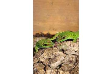 Geckos kaufen und verkaufen Photo: Phelsuma grandis hight red 