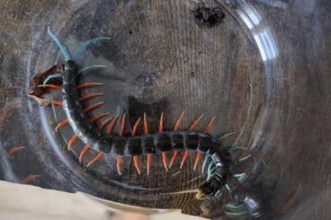 Spinnen und Skorpione kaufen und verkaufen Foto: Scolopendra Jewel Malaysian CB 23