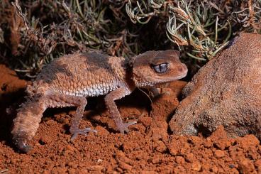 Geckos kaufen und verkaufen Foto: Nephrurus cinctus CB 24  