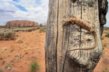 Lizards kaufen und verkaufen Photo: Looking for 0.0.2 Varanus Gilleni