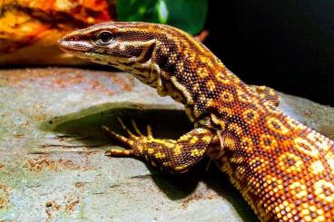 Warane kaufen und verkaufen Foto: Varanus red ackie CB 24/25