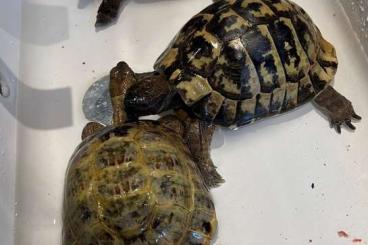 Tortoises kaufen und verkaufen Photo: 3 Landschildkröten in Frankfurt a.M. abzugeben