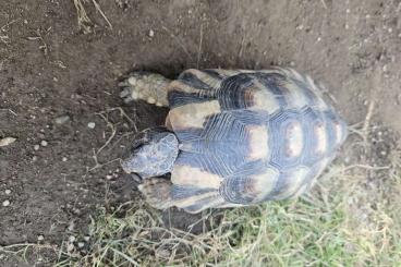 Tortoises kaufen und verkaufen Photo: Verschenken Breitrandschildkröte 7/2011 männlich