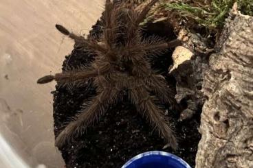 Vogelspinnen kaufen und verkaufen Foto: Vogelspinnen Abzugeben, Theraphosa Blondi, Caribena Versicolor, etc.