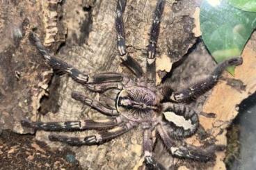 - bird spiders kaufen und verkaufen Photo: Vogelspinnen Abholung Schweiz