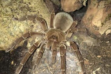 Vogelspinnen kaufen und verkaufen Foto: 0.1 Theraphosa Blondi 2x (6.5cm & 4cm KL)