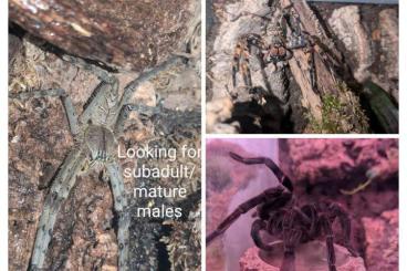 Spiders and Scorpions kaufen und verkaufen Photo: Looking for subadult/mature males