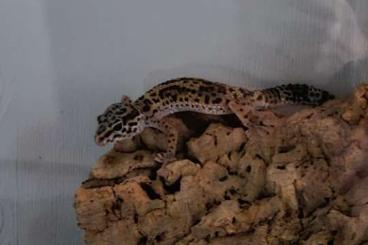 Geckos kaufen und verkaufen Foto: Verkaufe mein leopardengecko Weibchen 