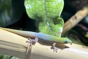 Geckos kaufen und verkaufen Photo: Phelsuma laticauda angularis