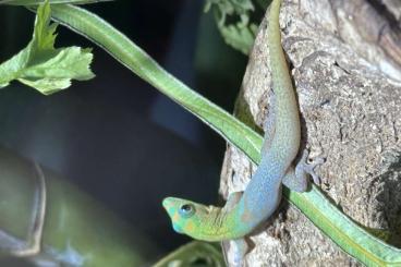 Geckos kaufen und verkaufen Photo: Phelsuma laticauda angularis 