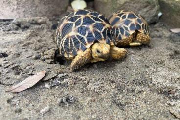 Turtles and Tortoises kaufen und verkaufen Photo: Suche Geochelone platynota bis 2 jahre