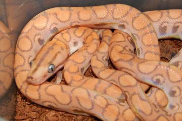 Snakes kaufen und verkaufen Photo: Epicrates cenchria - caramel