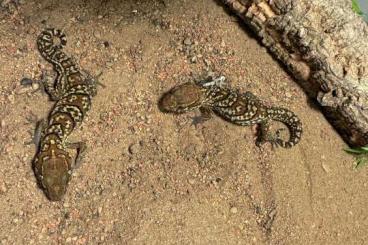 Geckos kaufen und verkaufen Foto: Madagaskar Großkopfgeckos