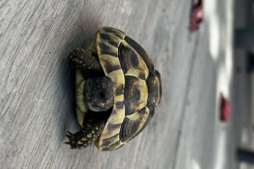 Landschildkröten kaufen und verkaufen Foto: Griechische Landschildkröte