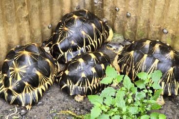 Landschildkröten kaufen und verkaufen Foto: Group of Astrochelys Radiata