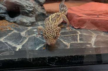 Geckos kaufen und verkaufen Foto: Leopardgeckos abzugeben mit oder ohne Terrarium 