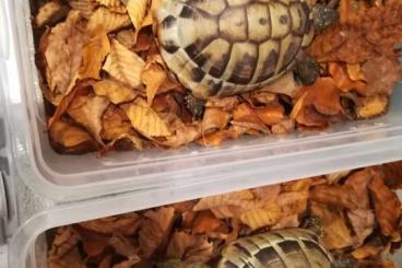 Schildkröten  kaufen und verkaufen Foto: 2 Grieschiche Landschildkröten 